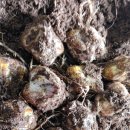 초일농장 이미지