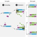 중합효소 연쇄 반응[polymerase chain reaction] 이미지