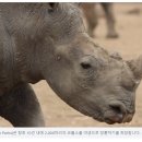 코뿔소농장 Daum카페