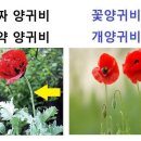양귀비한의원 이미지
