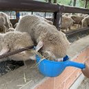 양평양떼목장 이미지