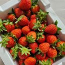 정병화 농장 이미지