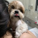 어메이징펫 이미지