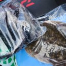 당진호스릴-5 | 당진 장고항 그린좌대 우럭 도다리 낚시 후기 (4월 입질 상황 총정리)