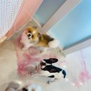 쏭쏭애견유치원 이미지