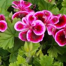 경화시장 이미지