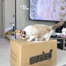 미뇽 캣 이미지