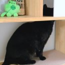 펫타워 | 다이소 미끄럼방지 펫매트 내돈내산 후기 고양이 가구 캣타워 미끄럼방지 추천 꿀템