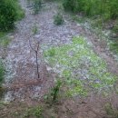 5월말 즈음에 왠 날벼락 ......................................리키 이미지