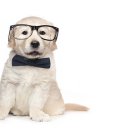 부산애견미용 이미지