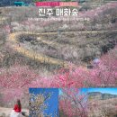내동면사무소 내 | 진주 가볼만한곳 진주 매화숲 내동면 진주 데이트 추천