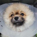 규리 중성화 수술 후 근황 🐶