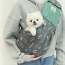 스누피애견