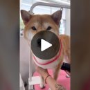 금촌애견 이미지