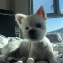 기억하개 이미지