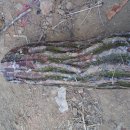 동하나라 이미지