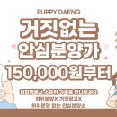 대전고양이분양 퍼피댕 캣 안심분양소 둔산점 이미지