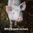 쁘띠꼬숑 이미지