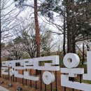 문정근린공원 | 송파구 문정근린공원 벚꽃 산책｜일찍 찾아온 26년 개화·만개시기