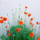 철탄경로당 이미지