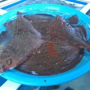 영아엄마회도매 이미지