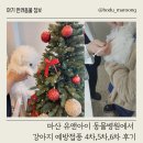 유앤아이동물병원 | 마산 유앤아이 동물병원에서 강아지 예방접종 4차, 5차, 6차 후기