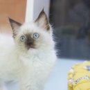 고양이분양은 노블캣 랙돌놀숲분양캐터리 대전점 이미지