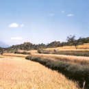 신기리 고분군 이미지