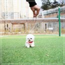 아이퍼피 이미지