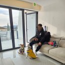 도깨비 당구장 | 경주 넓은 마당 있는, 애견동반 펜션 &#34;페리토애견펜션&#34; 꼭!! 가보세요. /애견동반펜션 추천