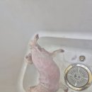 허니도그 이미지