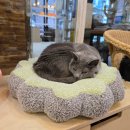 함께냥 본점 이미지