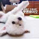 펫앤바이오 이미지