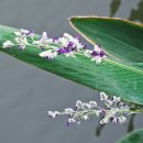 Powdery Thalia (Water Canna) 이미지