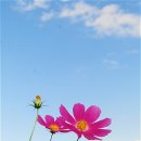 코스모스 이미지