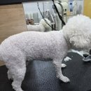 댕곤댕곤 네이버블로그