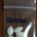 상리단호박 이미지