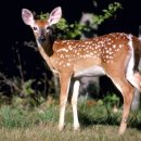 사슴은 꽃이었다 이미지