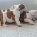 똥꼬발랄 이미지