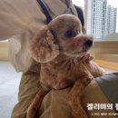 멍풀하우스 이미지