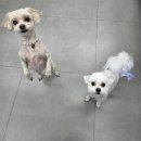 퍼피원데이 이미지