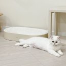 놀면묘하냥