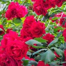 장미로 61 이미지