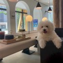 펫 프렌들리 호텔 이미지