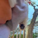 진보퍼피 이미지