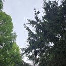 부귀 메타세쿼이아길 이미지