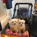 하남 숯불고기 | 하남미사맛집 하남숯불닭갈비 내돈내산 후기!