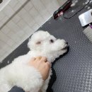 개꿀이발소 이미지