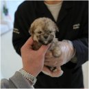 강아지분양 말랑퍼피 | 상주시강아지분양 고민 중 [대구강아지분양 홍스퍼피] 방문 후기🐶