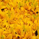 춘식농장 이미지